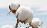 ♡ほのか♡の画像
