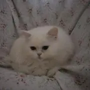 にくまるの画像