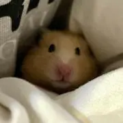 (. ̯. )の画像