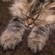 maの画像