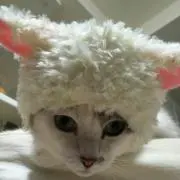ゆうたん