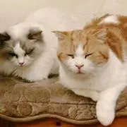 そらみるたまご