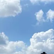 あすなろの画像