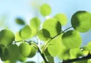 leaf.の画像