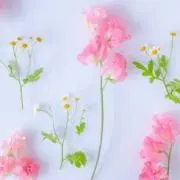 ＊はな＊の画像