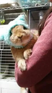 あこ