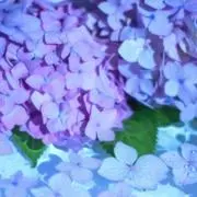 ムラサキ色の画像