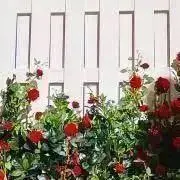 Wendyの画像