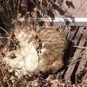 ✿の画像