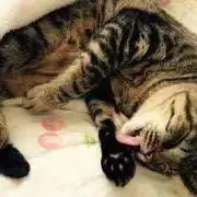 まーりんの画像