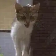 しののん