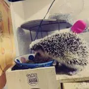 こじろう