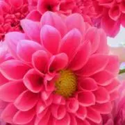 pinkの画像