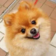 わんわん