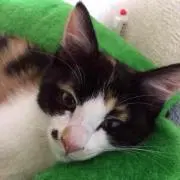 ミケちゃん