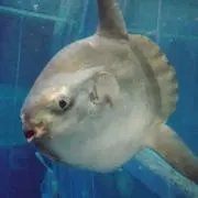 アナテマ(一応プロフ確認お願いします)の画像