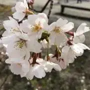 OKU