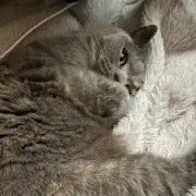 ミルの画像