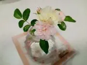 ぺっちゃんの画像