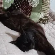 ゆみりんの画像