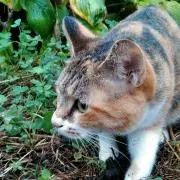 たまねこの画像