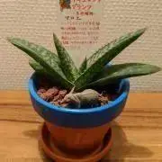 naの画像