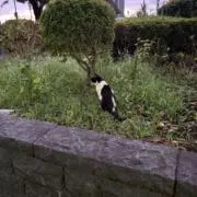 ななんの画像