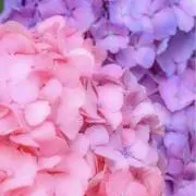 cocoの画像