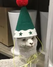 momiの画像