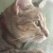 びんてん