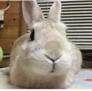 HaLの画像
