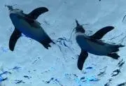 じえもん