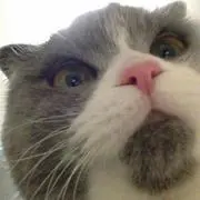 ポコの画像