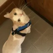 にゃーんの画像
