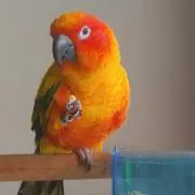 フラワー（ふくろう）⭐プロフ必読⭐の画像