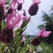 ころんの画像