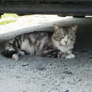 ジャンボ田西