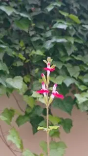lampの画像
