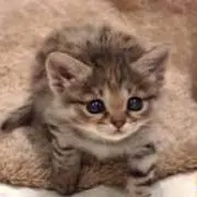 まおの画像