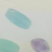 moo
