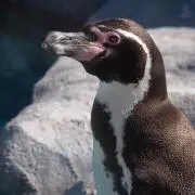 penginman