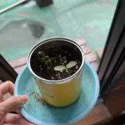 顔の画像