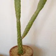 はちの画像