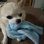 のんの画像