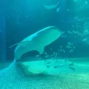 レガリス大の画像
