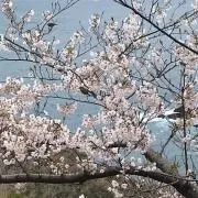 まついしの画像