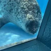 はちの画像