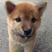 LittleJの画像