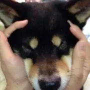 しば