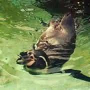 ペンギン